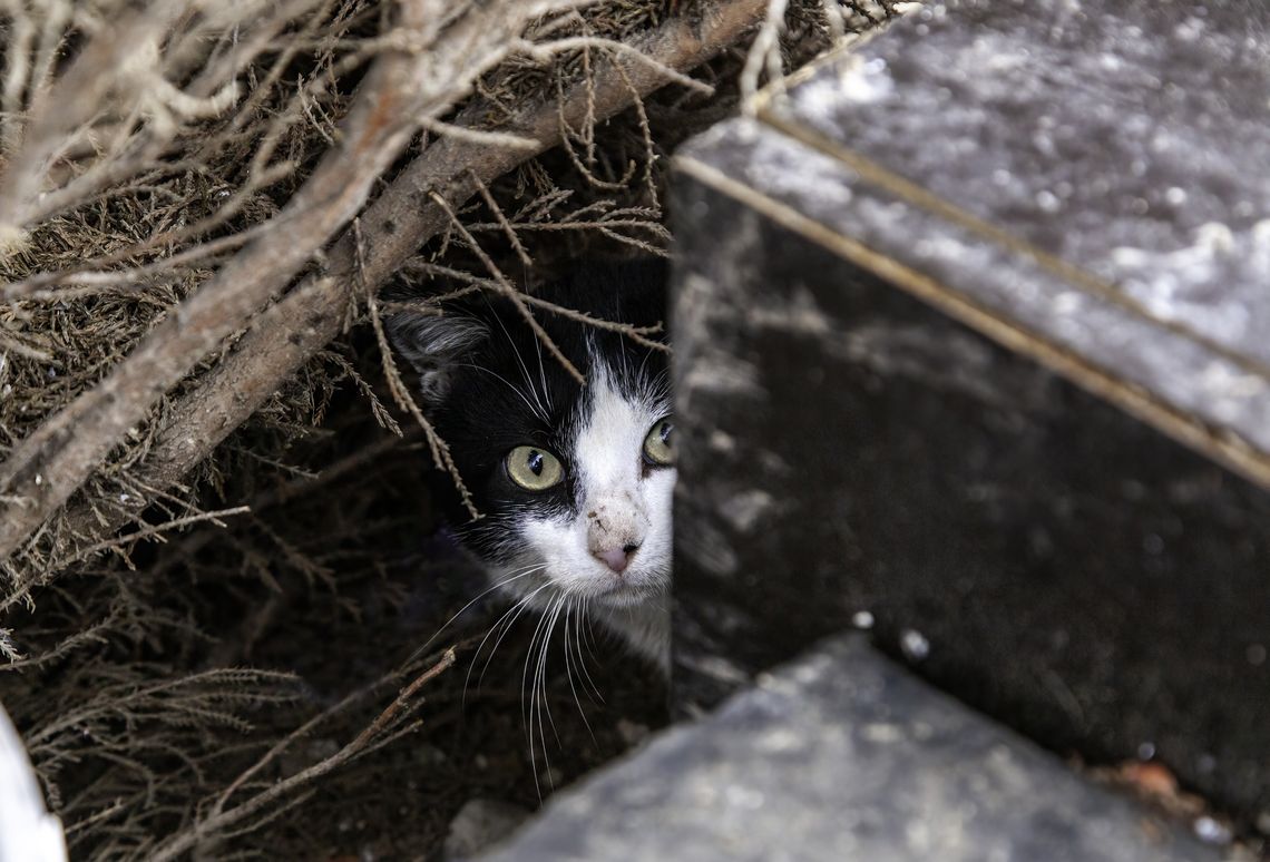 Thousands of homeless pets need help to survive winter storms