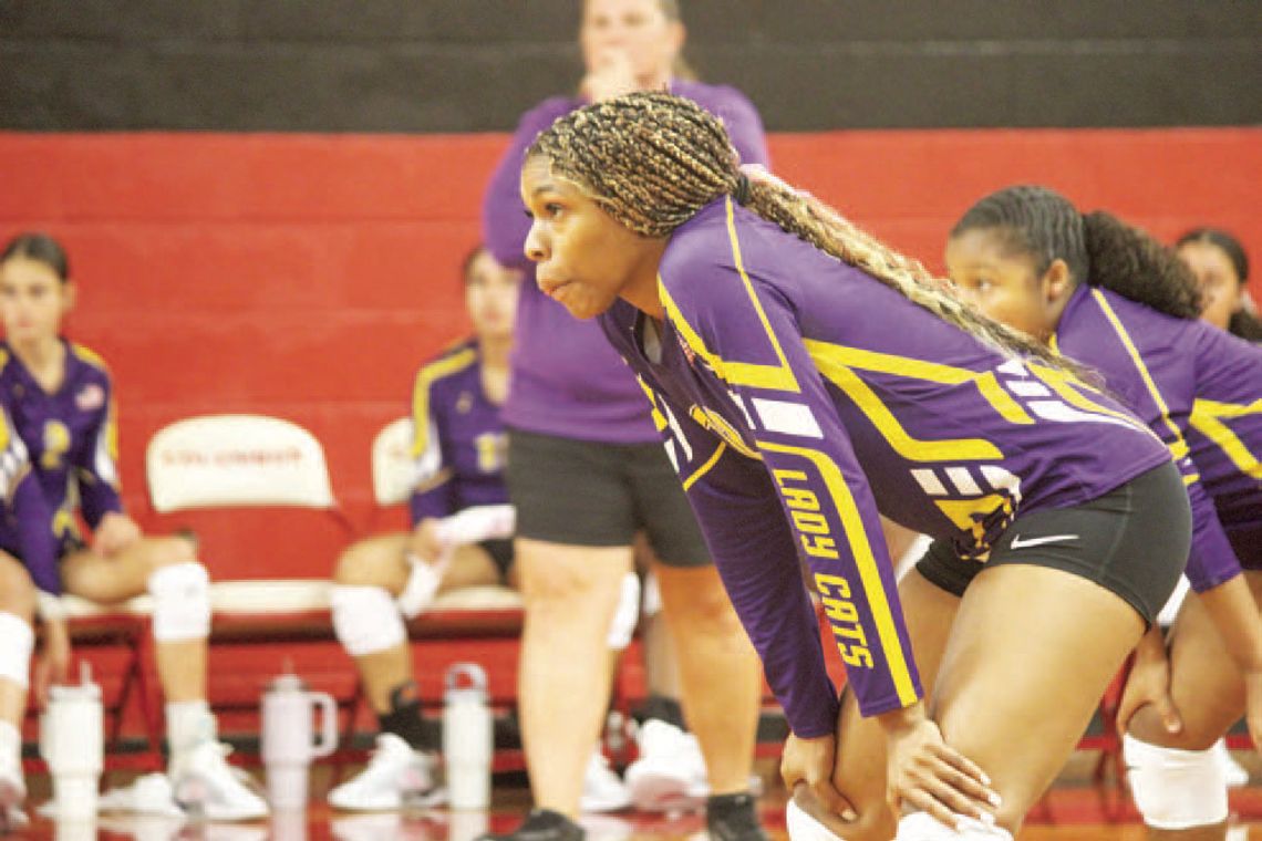 Two Ladycats reach huge career milestones