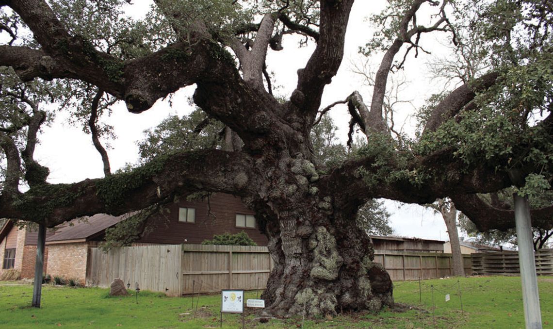 TxDOT assists with saving heritage tree