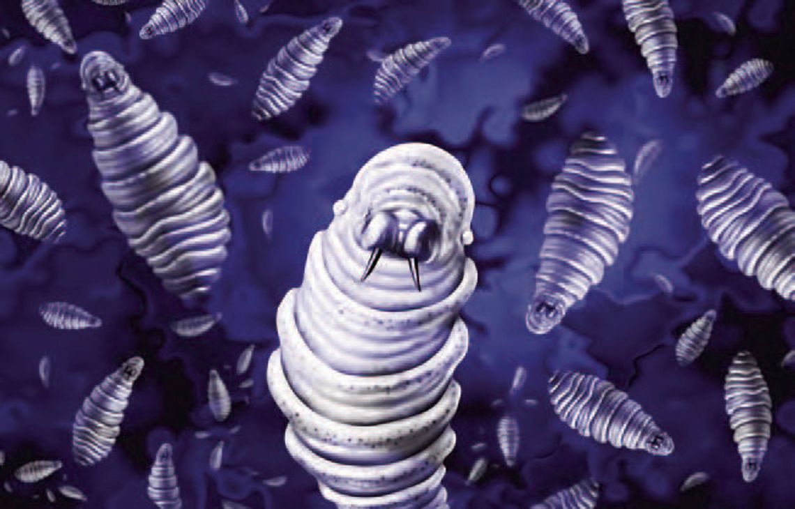 USDA invests in projects to strengthen New World Screwworm preparedness, response USDA invests in projects to strengthen New World Screwworm preparedness, response