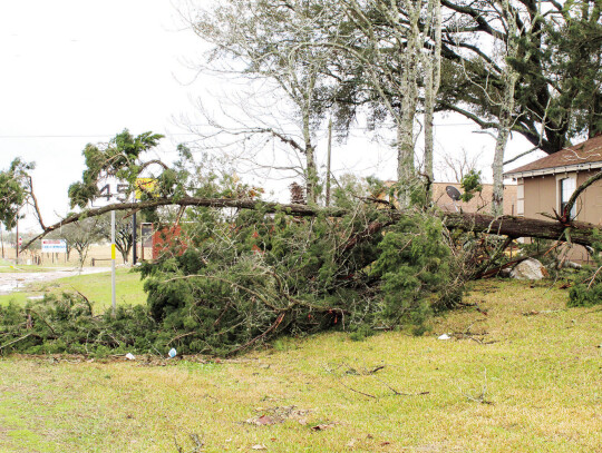 Tree fallen in front of home near Taco Tony’s restaurant.