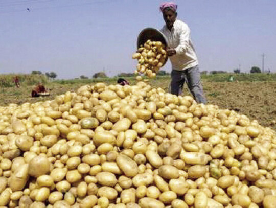 Potatoes were shipped from the Calhoun station in over a thousand boxcars by national companies.