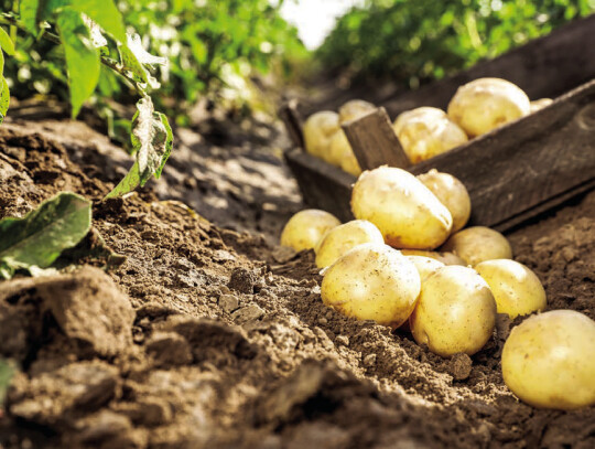 Eagle Lake was a center of potato farming in the early 1900s.