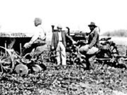 Mr. C.E. Evoritt and men harvesting potatoes at Calhoun.