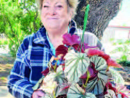 Sandy Barrett with begonia