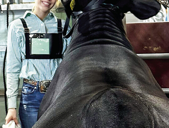 Left: Bralen Heger is pictured with his heifer, Ms. Mack. Center: The Commercial Steer Contest participants from left are Addison Zinnante, Logan Kainer and Kaden Zinnante. Right: Rayliegh Huette is pictured here with her market steer. Courtesy photos